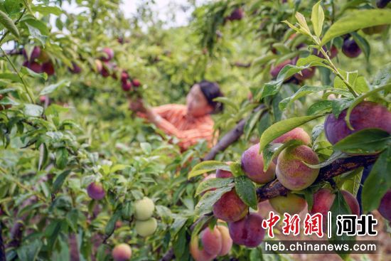 7月21日，河北省遵化市新店子镇沙石峪村的农民在李子树果园疏果。