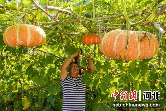 7月21日，河北省遵化市新店子镇沙石峪村的农民在南瓜架下管护藤蔓。