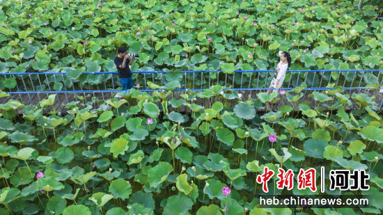 游客在“十里荷香”生态园打卡拍照。 季春天 摄