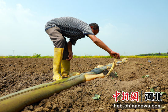 滦南县姚王庄镇艳阳天蔬菜种植专业合作社的工人正在给菜花苗浇水。 刘兰伟 