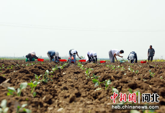 滦南县姚王庄镇艳阳天蔬菜种植专业合作社的工人正在给菜花苗浇水。 作者 刘兰伟