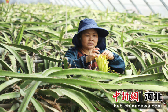 图为在青县广旺农庄的水果大棚内，工作人员正在对火龙果进行人工授粉。 陈雷 摄