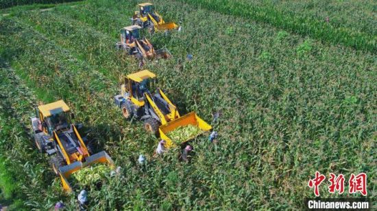 河北武邑打造鮮食玉米全產業鏈 年產值達8000萬元——中國新聞網河北