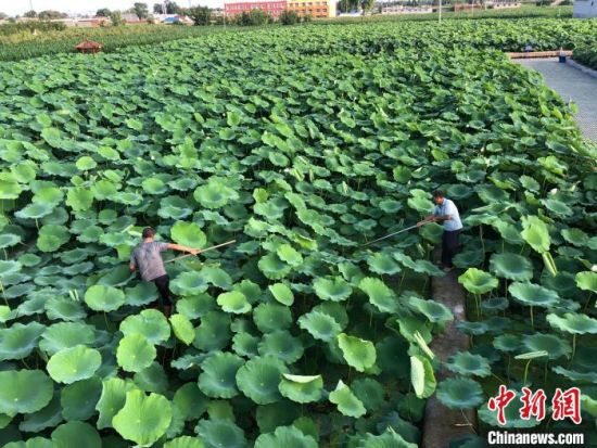 邢台经济开发区九孔莲藕种植基地，村民在打捞浮萍。　李院红 摄