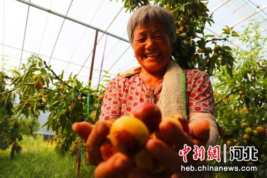 图为今朝农场工人看着熟透的红红的冬枣笑开颜。 杨洋 摄