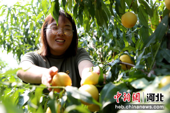 图为在成安县道东堡镇黄桃种植基地内，农民们正在采摘黄桃。 武成军 摄