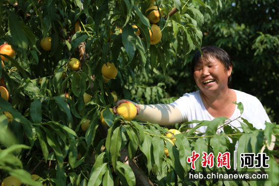 图为在成安县道东堡镇黄桃种植基地内，农民们正在采摘黄桃。 武成军 摄