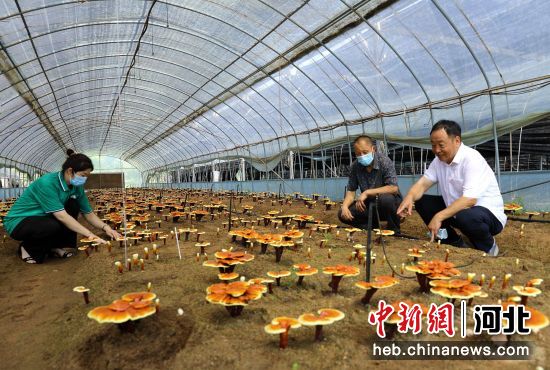 �D�槠饺�市食用菌研究��的科技人�T正在指�мr民�`芝管理技�g。 作者 李平文