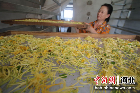 图为永年区刘汉乡韩店村村民准备将采收的金银花进行烘干。 胡高雷 摄