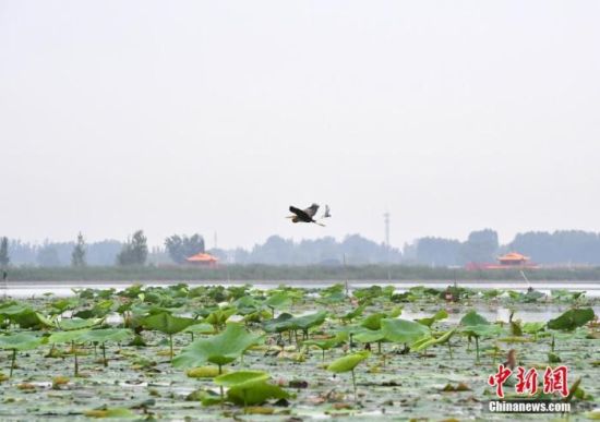 图为7月16日，白洋淀内的野生鸟类。 中新社记者 韩冰 摄
