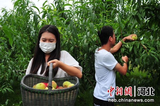 河北寬城特色林果產業助力鄉村振興——中國新聞網河北