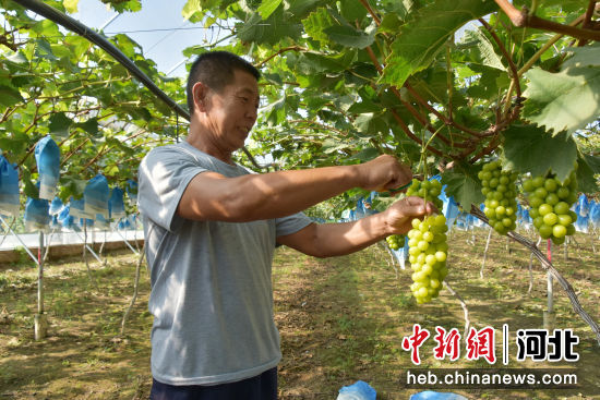 图为工人采摘葡萄。 李阳 摄