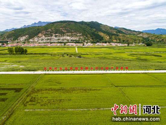 东风村水稻产业基地。 鲁东军 摄