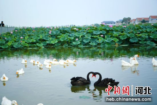 图为廊坊市安次区落垡湿地，一对黑天鹅正在“比心”。 作者 刘建斌