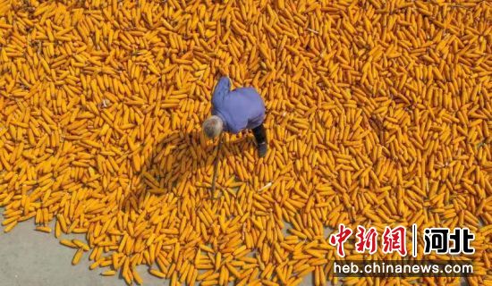 河北省玉田县石臼窝镇芝麻窝村农民在场院翻晒收获的玉米。 李洋 摄