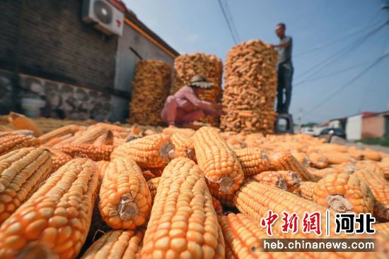 河北省玉田县石臼窝镇芝麻窝村农民将晒干的玉米装囤。 李洋 摄