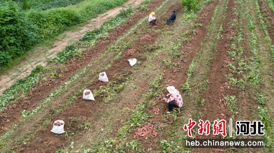图为邯郸市复兴区康庄乡贾沟村农户在分拣烟薯。 作者 王洪超