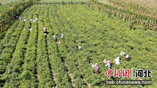 在河北省唐山市丰南区唐坊镇孔家庄村田间，农户们正忙着采摘辣椒。 赵亮 摄
