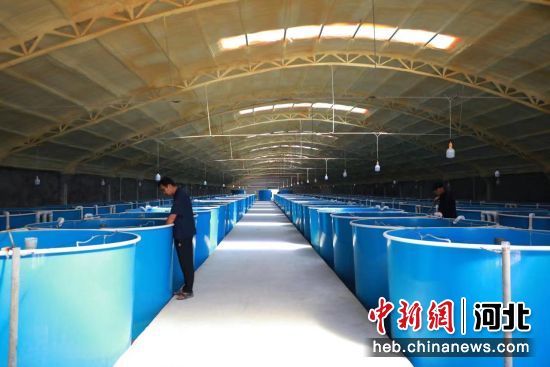 河北灤南：河豚養殖創匯高——中國新聞網河北