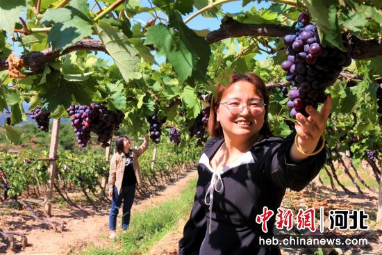 河北遷西：“旅游+農業” 游人歡喜農家樂——中國新聞網河北