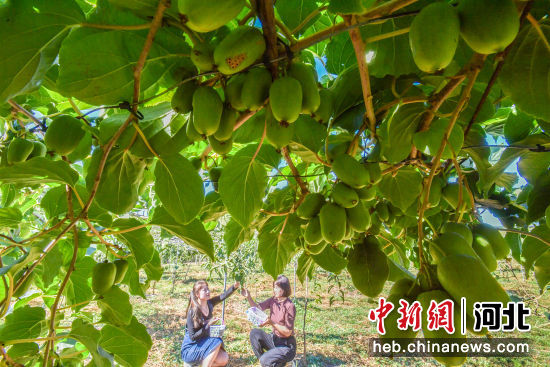 在迁安市大五里镇张家峪村东的留香园猕猴桃种植园，游客正在采摘软枣猕猴桃。 作者 陈儒