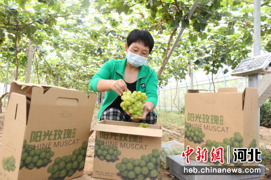 果农在河北省邢台市南和区贾宋镇北杨庄村将刚采摘的葡萄装箱销售。 作者 武国栋