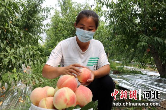 果农在河北省邢台市南和区贾宋镇后小林村整理刚采摘的鲜桃。 作者 武国栋