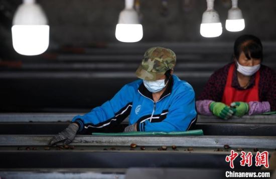 兴隆县一家板栗企业车间内工人正在挑选板栗。　王立群 　摄