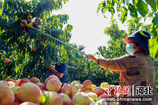 滦南县程庄镇前店村果农正在摘桃。