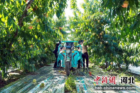 滦南县程庄镇前店村果农正准备将桃子运出果园。 