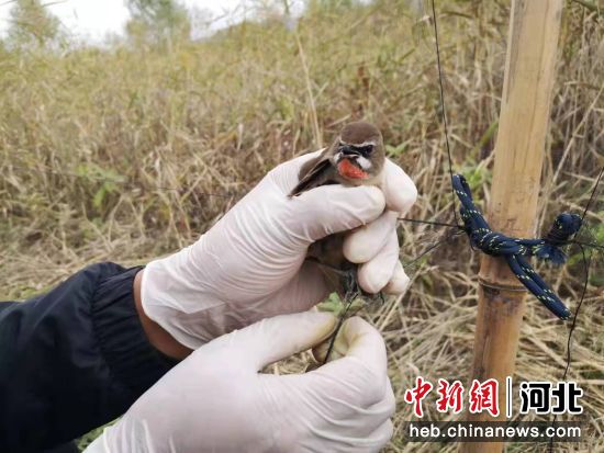 圍場縣公安局森林警察解救野生鳥類。河北 圍場縣公安局森林警察大隊提供