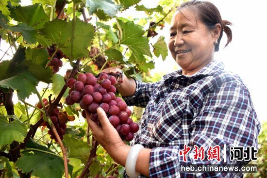 河北清苑特色農業種植超30萬畝 年產值約20億元——中國新聞網河北