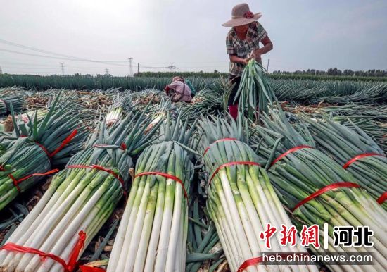 农民在河北省玉田县亮甲店镇十五里铺村田间捆扎收获的大葱。 作者 赵亮
