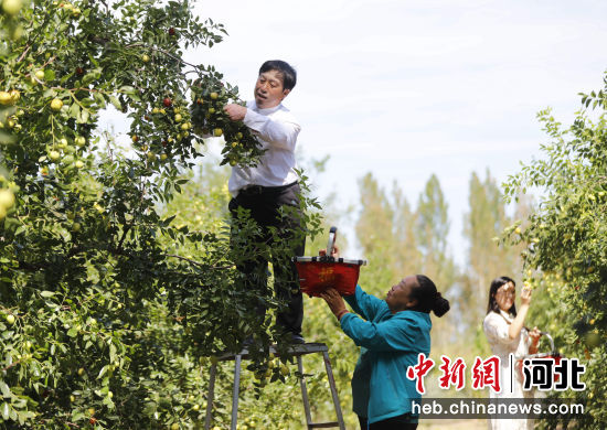 图为在固安县门铁营村中华贡枣园内，负责人王守刚与游客一起采摘贡枣。 作者 吴迪
