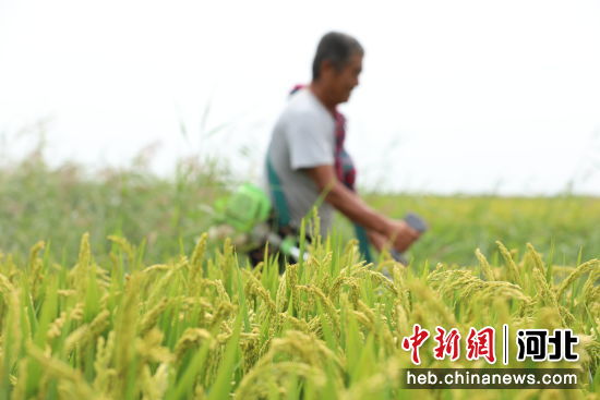 图为农民在河北沧县南堤农业合作社的稻田中进行田间管理。 作者 田博