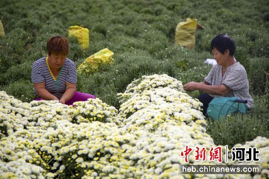 图为村民在采摘药菊。 何鹏 摄