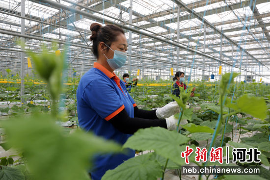 在河北省邢台市南和区贾宋镇一家现代农业园区，工人正在管护丝瓜秧苗。 作者 武国栋