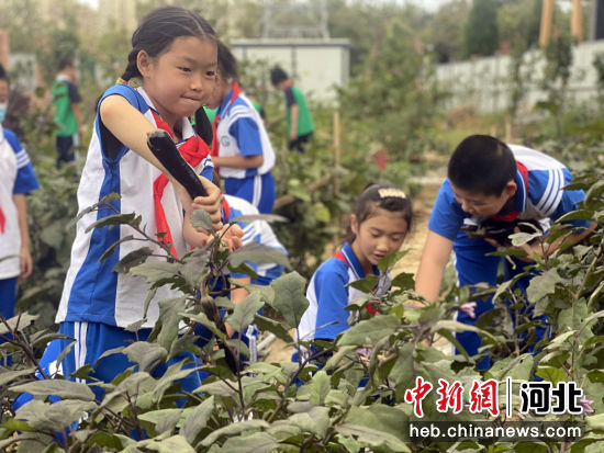 图为三河市第九小学蔬菜园，学生们正在采摘成熟的茄子。 作者 高澍