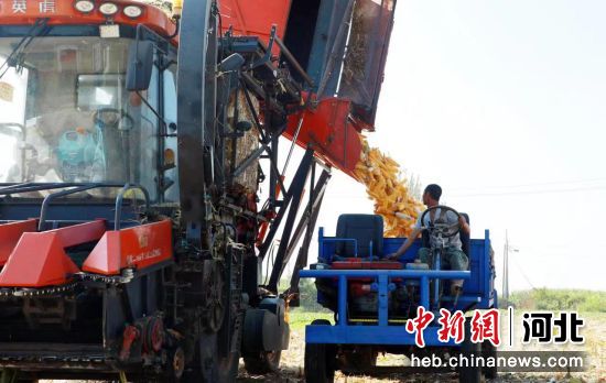 滦南县青坨营镇任六庄村种植户在收割玉米。 作者 刘兰伟