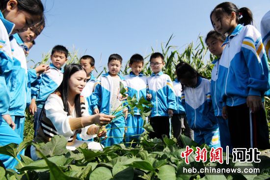 图为广平县胜营镇中心小学劳动课上老师给学生讲解红薯秋季管理知识。 作者 程学虎