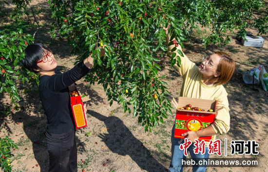 在枣强县孟家庄村红枣种植基地，游客在采摘红枣。 作者 李金刚