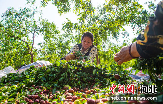 枣强县孟家庄村的枣农们在挑选红枣。 作者 李金刚