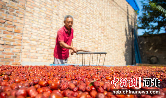 枣强县孟家庄村的枣农在晾晒红枣。 李金刚 摄
