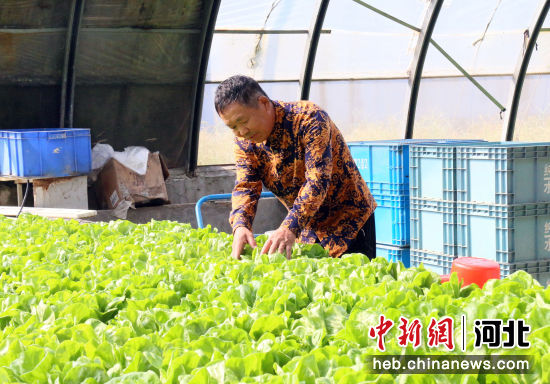  图为永清县廊坊卓基恒然农业产业发展集团内，员工正在打理水培蔬菜。 作者 庞趁友