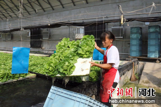 图为永清县廊坊卓基恒然农业产业发展集团内，员工正在采收成熟的蔬菜。 作者 庞趁友