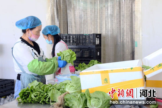 图为永清县廊坊卓基恒然农业产业发展集团内，员工将成熟的蔬菜进行打包。 作者 庞趁友