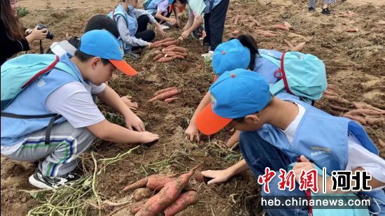 孩子们在地里挖红薯。