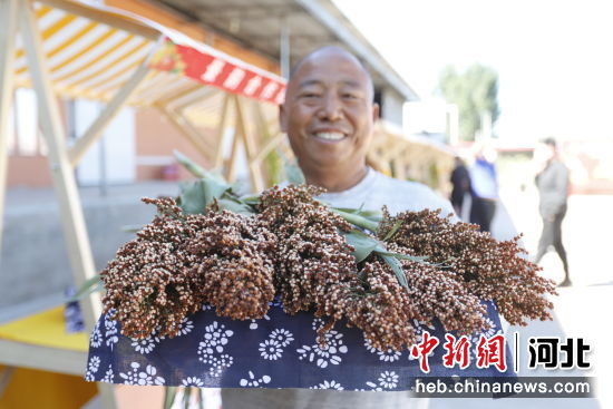 图为在固安县礼让店乡贾各庄村，村民展示刚刚收获的高粱。 作者 肖靖凯