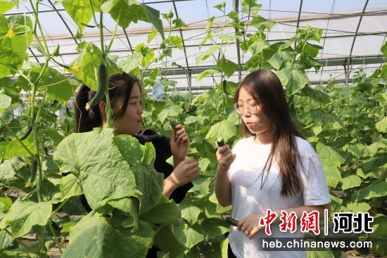 图为在沧州市2022年中国农民丰收节上，游客们体验特色果蔬采摘乐趣。 作者 邢磊