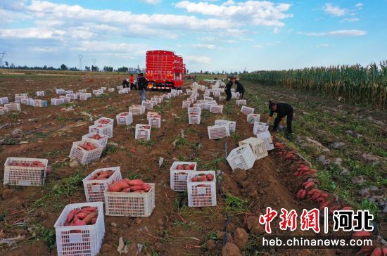 河北涿州6000余畝“致富薯”豐收——中國新聞網河北
